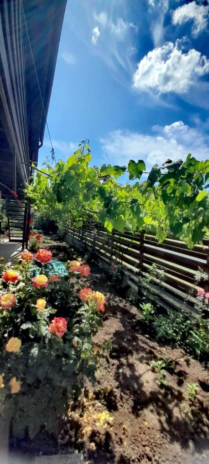 Casa Calin Apartment Vama Veche Luaran gambar
